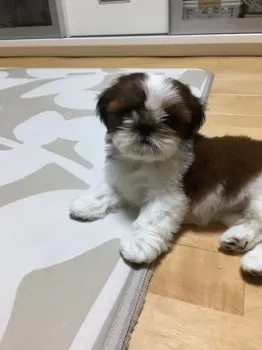 わかゆみ 様のお迎えした子犬