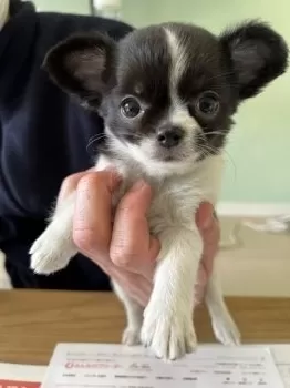 ラヴたん 様のお迎えした子犬