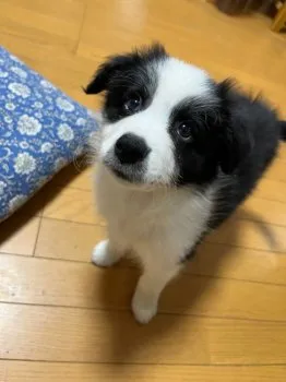 こなつ 様のお迎えした子犬