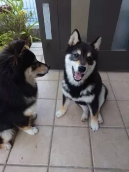 S.M 様のお迎えした子犬