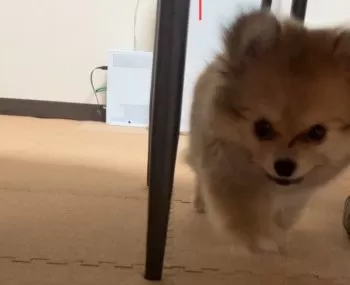 みやけん 様のお迎えした子犬