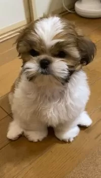 ありんこ 様のお迎えした子犬