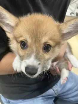 ぼんちゃん 様のお迎えした子犬