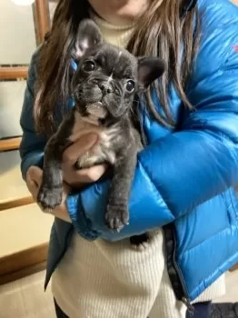 E.Y 様のお迎えした子犬