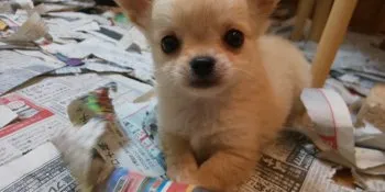 ふじ 様のお迎えした子犬