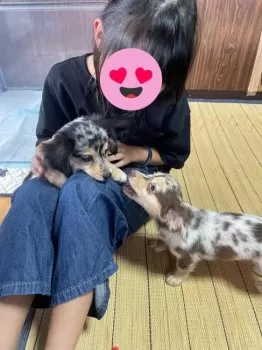 H.Y 様のお迎えした子犬