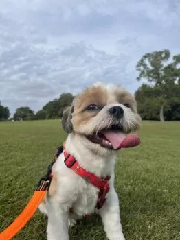 小汰郎くん 様のお迎えした子犬