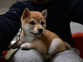 父もみじ 様のお迎えした子犬