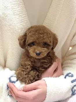 R.M 様のお迎えした子犬