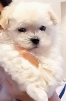 あんみつみつ 様のお迎えした子犬