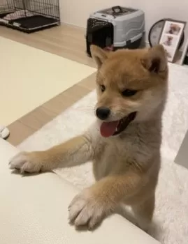 K 様のお迎えした子犬