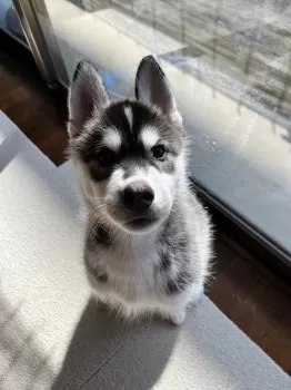 S.T 様のお迎えした子犬