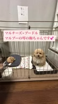 しゅりけんママ 様のお迎えした子犬