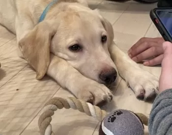 さーちゃん 様のお迎えした子犬