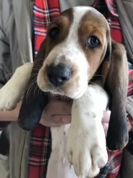 イチロー 様のお迎えした子犬