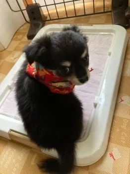 kimi 様のお迎えした子犬