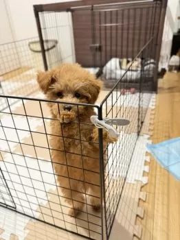 S.H 様のお迎えした子犬