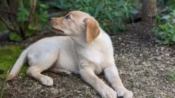 ナオ 様のお迎えした子犬