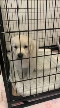 りん 様のお迎えした子犬