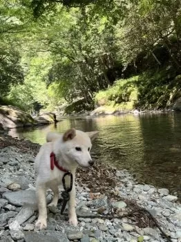 D 様のお迎えした子犬