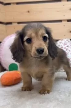 ハニピノまんま 様のお迎えした子犬