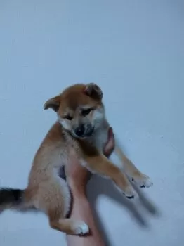 R.Y 様のお迎えした子犬