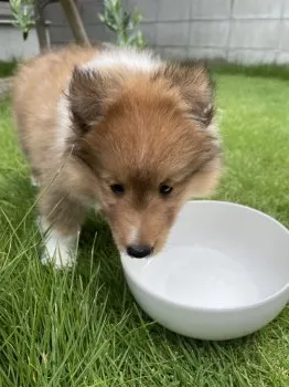 kazu 様のお迎えした子犬