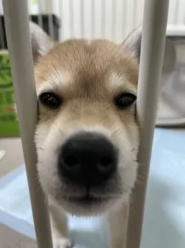 きむち 様のお迎えした子犬