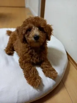 つじ 様のお迎えした子犬