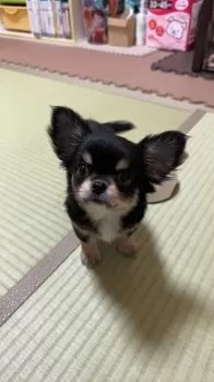 ゆうちん 様のお迎えした子犬