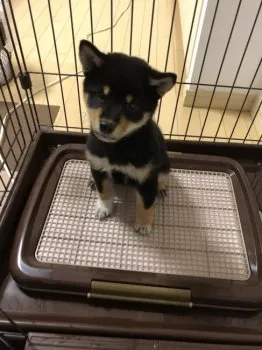 ノブリン 様のお迎えした子犬