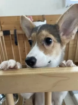 ちわた 様のお迎えした子犬