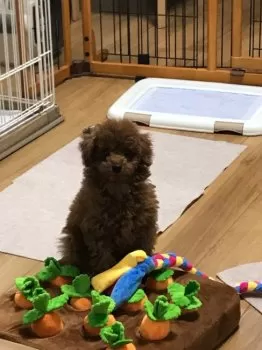 Y.K 様のお迎えした子犬