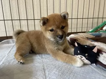 わさび 様のお迎えした子犬