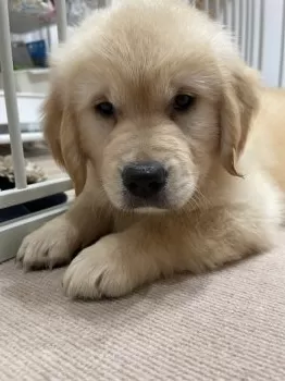 M.Y 様のお迎えした子犬