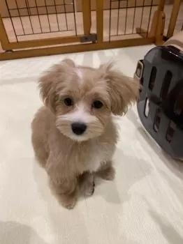 Y.I 様のお迎えした子犬