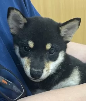 三毛猫さくら 様のお迎えした子犬