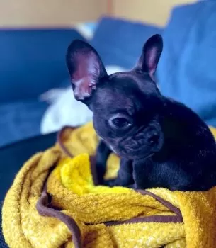 けん 様のお迎えした子犬