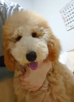 イケダ 様のお迎えした子犬