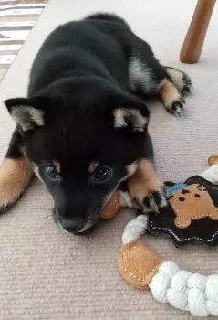 りく 様のお迎えした子犬