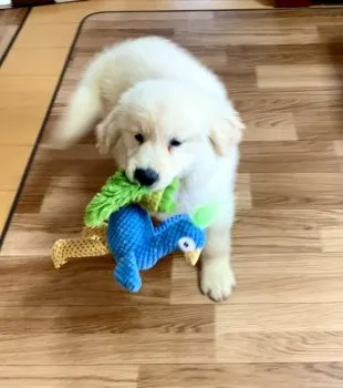 倉上 様のお迎えした子犬