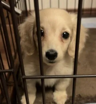 R.A 様のお迎えした子犬
