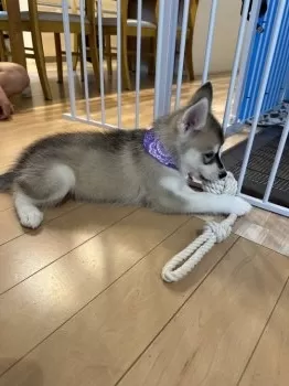 わだちゃん 様のお迎えした子犬