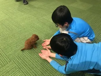 K.Y 様のお迎えした子犬