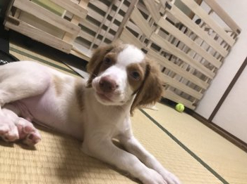 ブリタニースパニエルの子犬をお迎えいただいたお客様の声 口コミ 評判 みんなのブリーダー