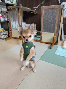 しろ 様のお迎えした子犬