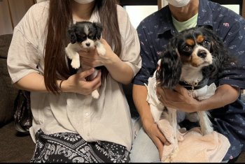 キャバリアの子犬をお迎えいただいたお客様の声 口コミ 評判 茨城県 みんなのブリーダー