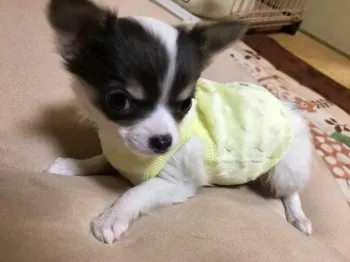 夢子 様のお迎えした子犬