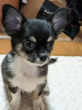 チェリー 様のお迎えした子犬