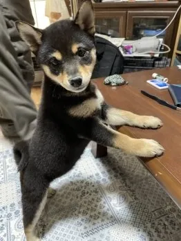 ちびこ 様のお迎えした子犬